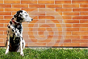 Sad dalmatian is waiting for his owner.