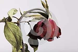 Sad Dead or Wilting Red Rose on White
