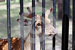 Sad deer behind bars. Sad eyes look at us