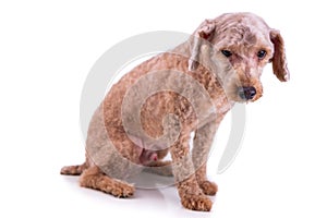Sad depressed poodle pet dog after short hair cut grooming