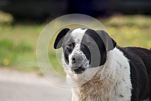 Sad and dirty black and white mutt dog looking at camera. Blurred background with copy space.