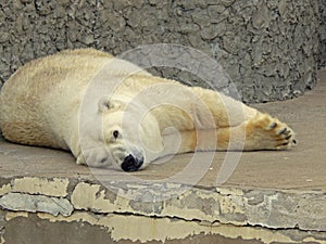 A sad dirty polar bear lying of the floor in a zoo