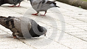 Sad disabled lame urban rock pigeon with crowd of feeding feral birds
