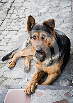 Sad distrustful dog. German shepherd