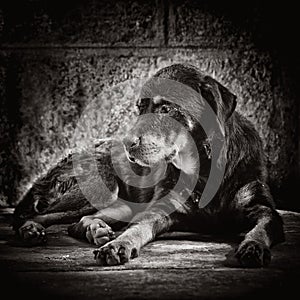 Sad dog abandoned on the streets