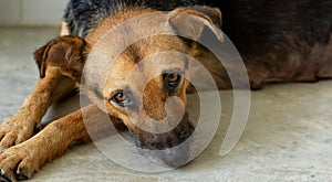 Sad Dog Adoption Rescue Animal Shelter