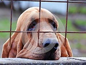 Sad dog behind bars