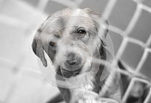 Sad dog behind chain link fence in animal control shelter pound kennel