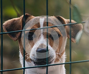 Sad dog, behind a wire mesh