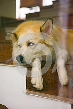 A sad dog with blue eyes is on the steps.