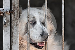 Sad dog of breed Alabai in cages in a shelter for homeless animals. Central Asian Shepherd Dog in an open-air cage