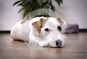 Sad dog breed Jack Russell Terrier lying on the floor in the room