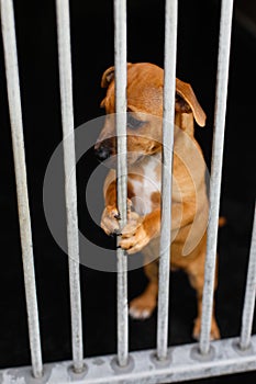 Sad dog in a cage