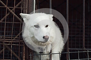 Sad dog in cage