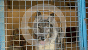 Sad dog in a cage at a animal shelter