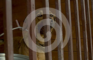 Sad dog in a cage at a animal shelter