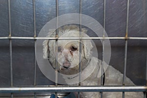 Sad dog in the cage at the veterinary clinic