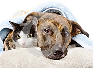 Sad dog and cat lying on a pillow under a blanket. isolated