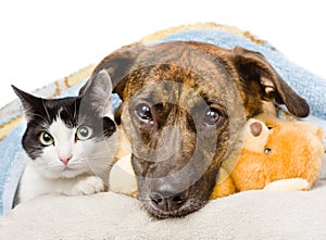 Sad dog and cat lying on a pillow under a blanket. isolated