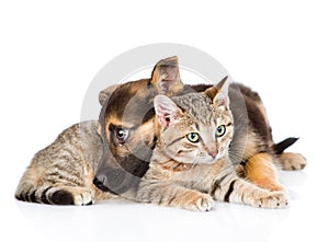 Sad dog with cat lying together. isolated on white background