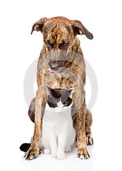 Sad dog and cat sitting in front. isolated on white background