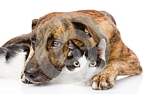 Sad dog and cat together. isolated on white background