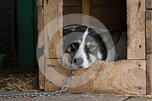 Sad dog on a chain