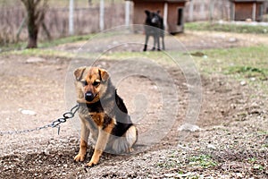 Sad dog on chain. Life in the animal shelter.