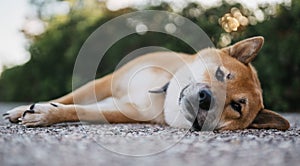 Sad dog close up rest on green landscape, chilling shiba inu calm leisure on park, pet relaxing lies on nature, animal relax holid