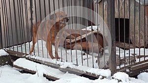 Sad dog closed in the cage look at camera. Winter season, cold.