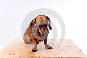 Sad dog dachshund with shiny hair. A companion dog and a friend.