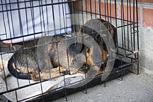 Sad dog dachshund sits in an iron cage