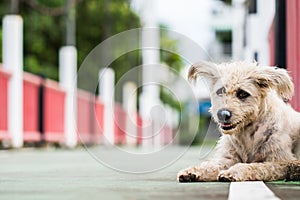 Sad dog Dog waits for his mistress.