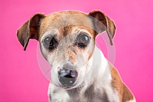 Sad dog face on pink background