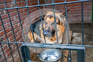 Sad dog german shepherd in a cage