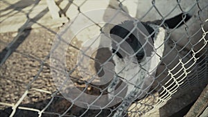 A sad dog in his cage at a animal shelter waiting to be adopted.