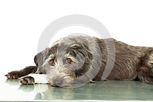 Sad Dog With Injured Leg On Veterinarian Table