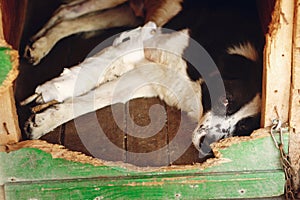 sad dog with injured paw with bandage in shelter cage with crying eyes , emotional moment, adopt me concept, space for text