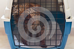 Sad dog inside carrier cage