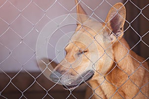 Sad dog in iron cage in shelter