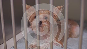 Sad dog in an iron iron cage