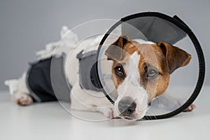 Sad dog jack russell terrier in a blanket and a cone collar after surgery.