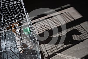 Sad dog Jack Russell Terrier sits in a cage and waits for food at an empty bowl