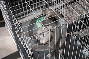 Sad dog Jack Russell Terrier sits in a cage and waits for food at an empty bowl