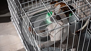 Sad dog Jack Russell Terrier sits in a cage and waits for food at an empty bowl