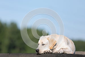 Sad dog of labrador breed lying on natural background of sky and forest
