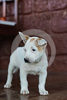 Sad dog laying down waiting for owner