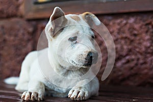 Sad dog laying down waiting for owner