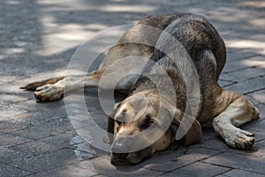 Sad dog laying on a street of Palermo, Sicily