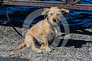 Sad dog on a leash, waiting for its owner